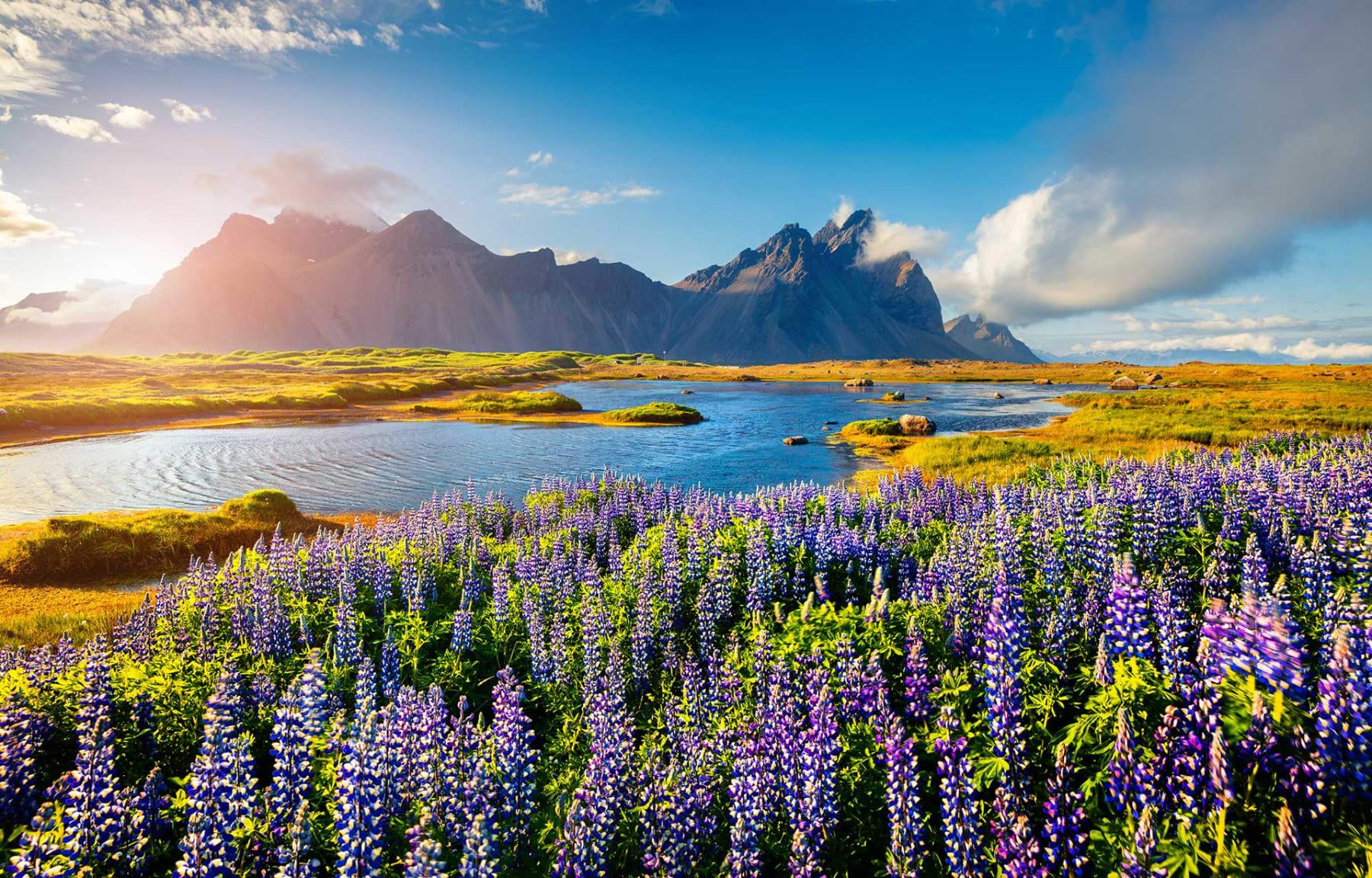 Cvetoče volčje bobove cvetove na rtu Stokksnes na jugovzhodni islandski obali. Islandija, Evropa.